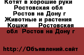 Котят в хорошие руки - Ростовская обл., Ростов-на-Дону г. Животные и растения » Кошки   . Ростовская обл.,Ростов-на-Дону г.